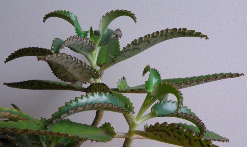Kalanchoe daigremontiana con plantitas en el borde de las hojas