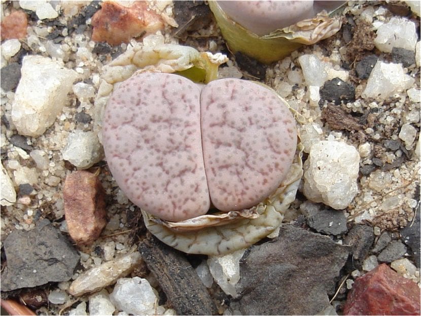 Lithops pseudotruncatella con su dibujo dendrítico