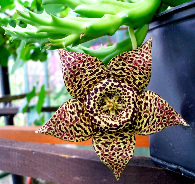 Flor estrellada de Orbea variegata
