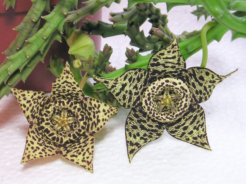 Ejemplar de Orbea variegata en maceta