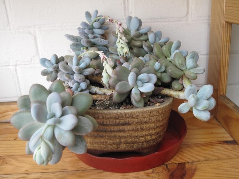 Hojas gruesas y pruinosas de Pachyphytum oviferum