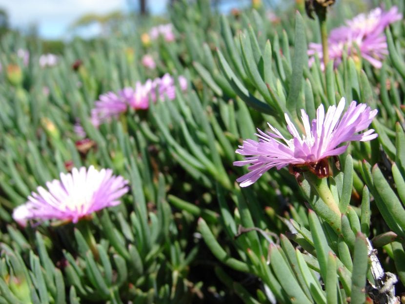 Lampranthus roseus con flores rosadas y hojas glaucas