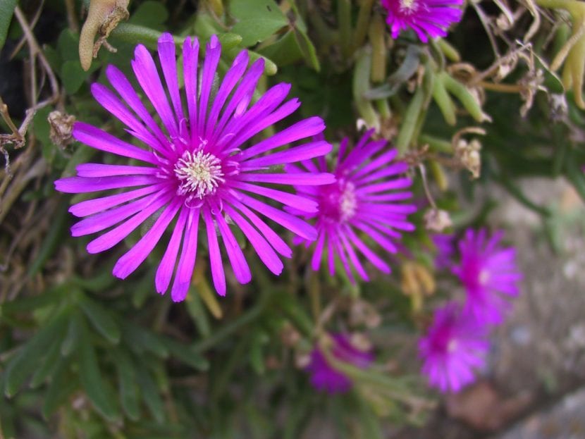 Flores de Lampranthus spectabilis abiertas al sol