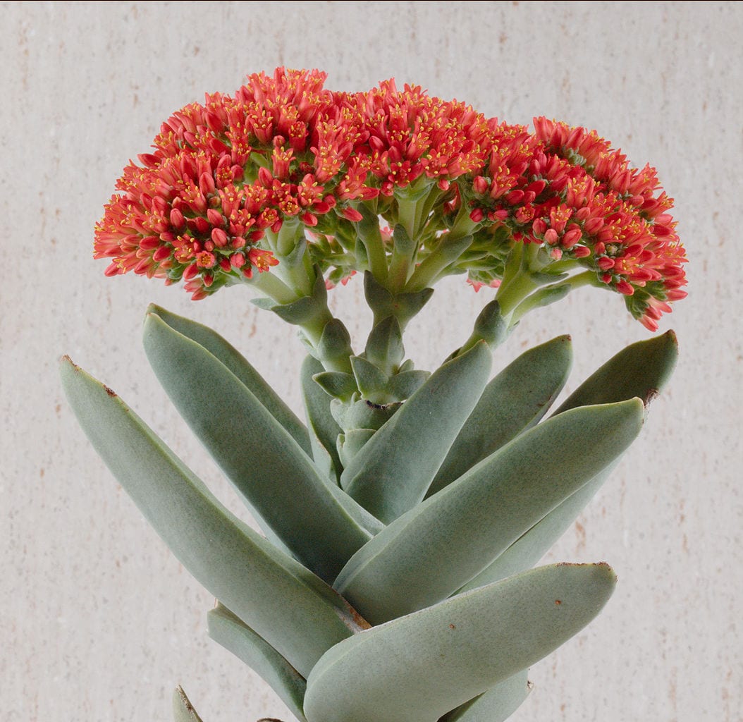 Plantas crasas: qué son, tipos y cuidados sin fallos