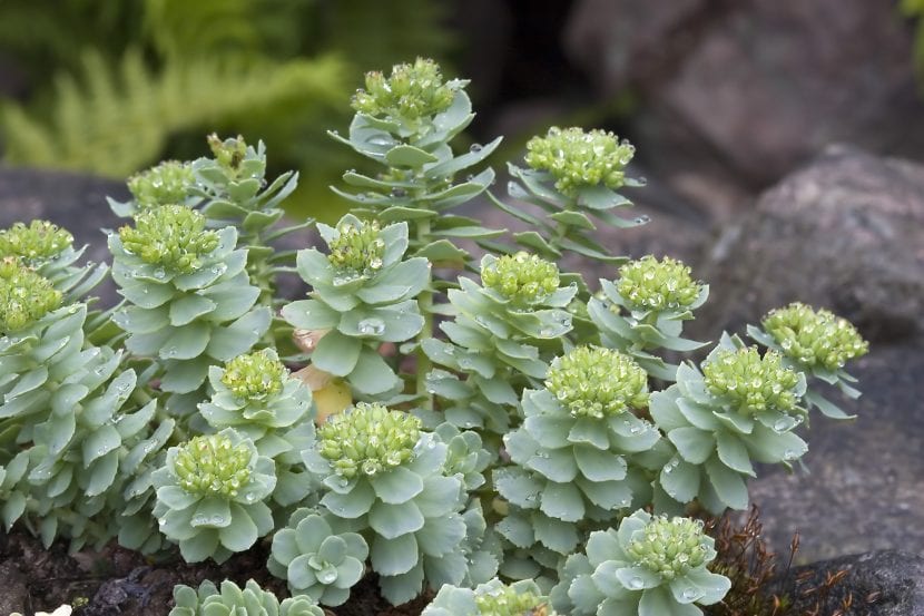 Mata de Rhodiola rosea creciendo entre rocas