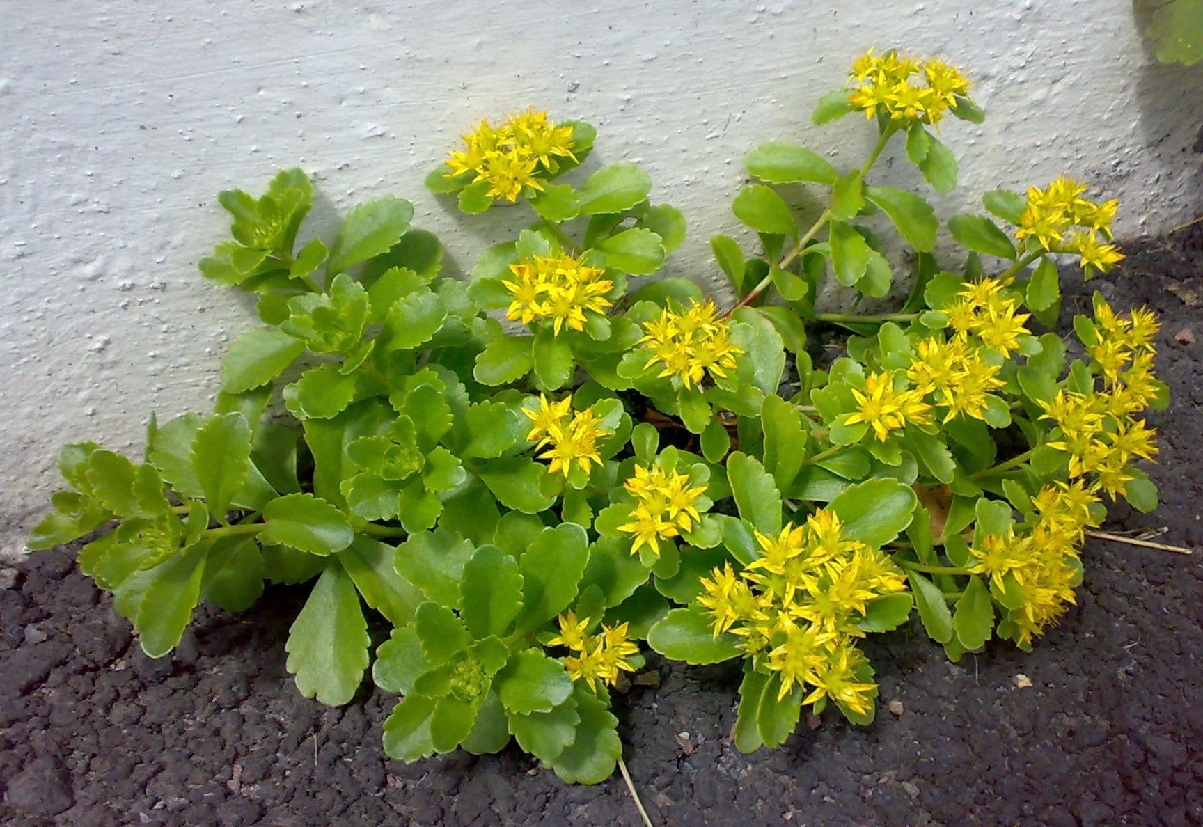 Rhodiola rosea: cultivo, cuidados y usos de la raíz de oro