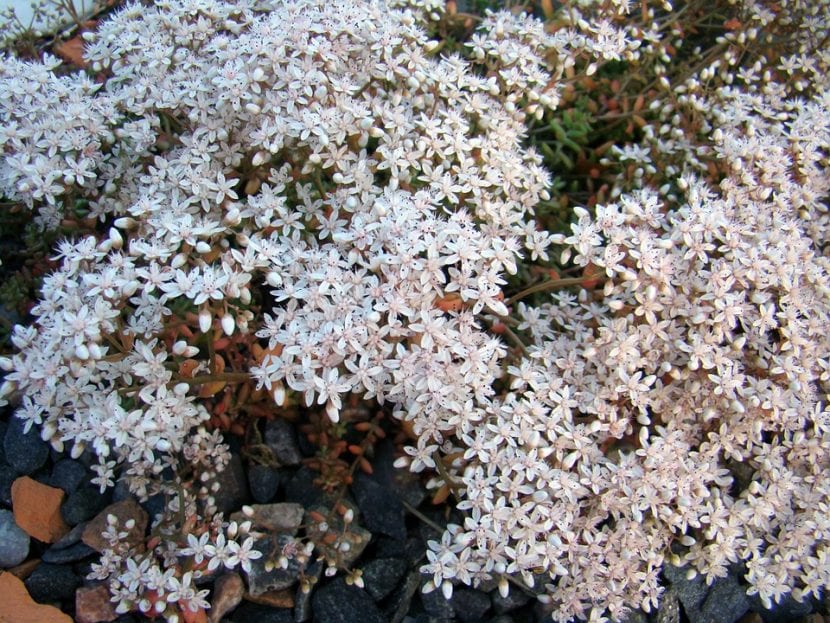 Flores blancas estrelladas de Sedum album