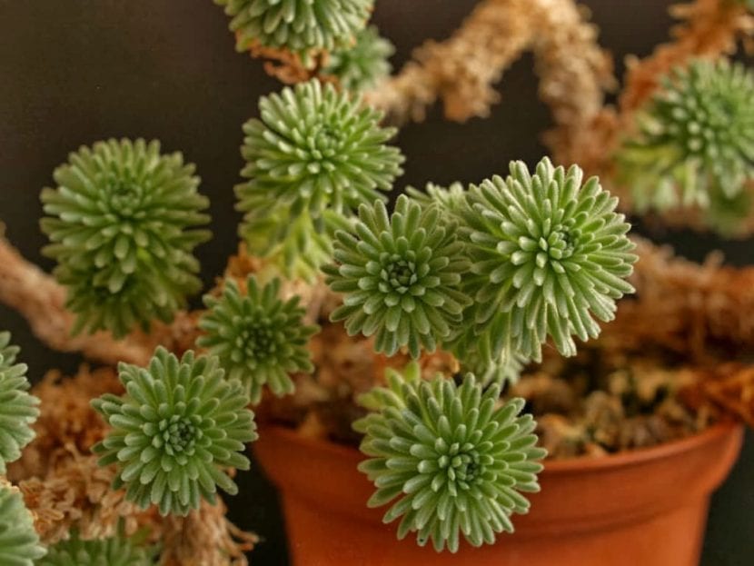 Ejemplar de Sedum multiceps con sus rosetas de hojas cilíndricas sobre tallos leñosos