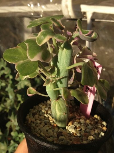 Ejemplar joven de Senecio articulatus en maceta