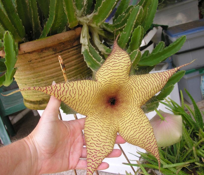 Flor abierta de Stapelia gigantea