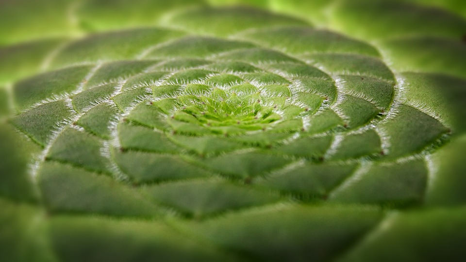 Aeonium tabuliforme - Cuidados y cultivo