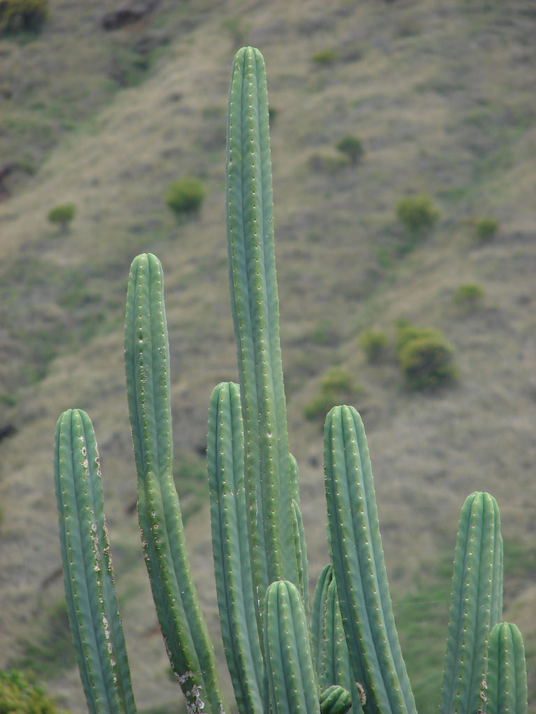 Cómo cuidar y cultivar cactus San Pedro