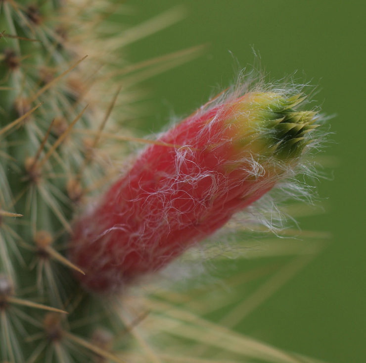 cleistocatus