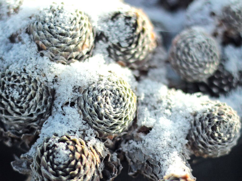 Cómo revivir una suculenta del daño del invierno