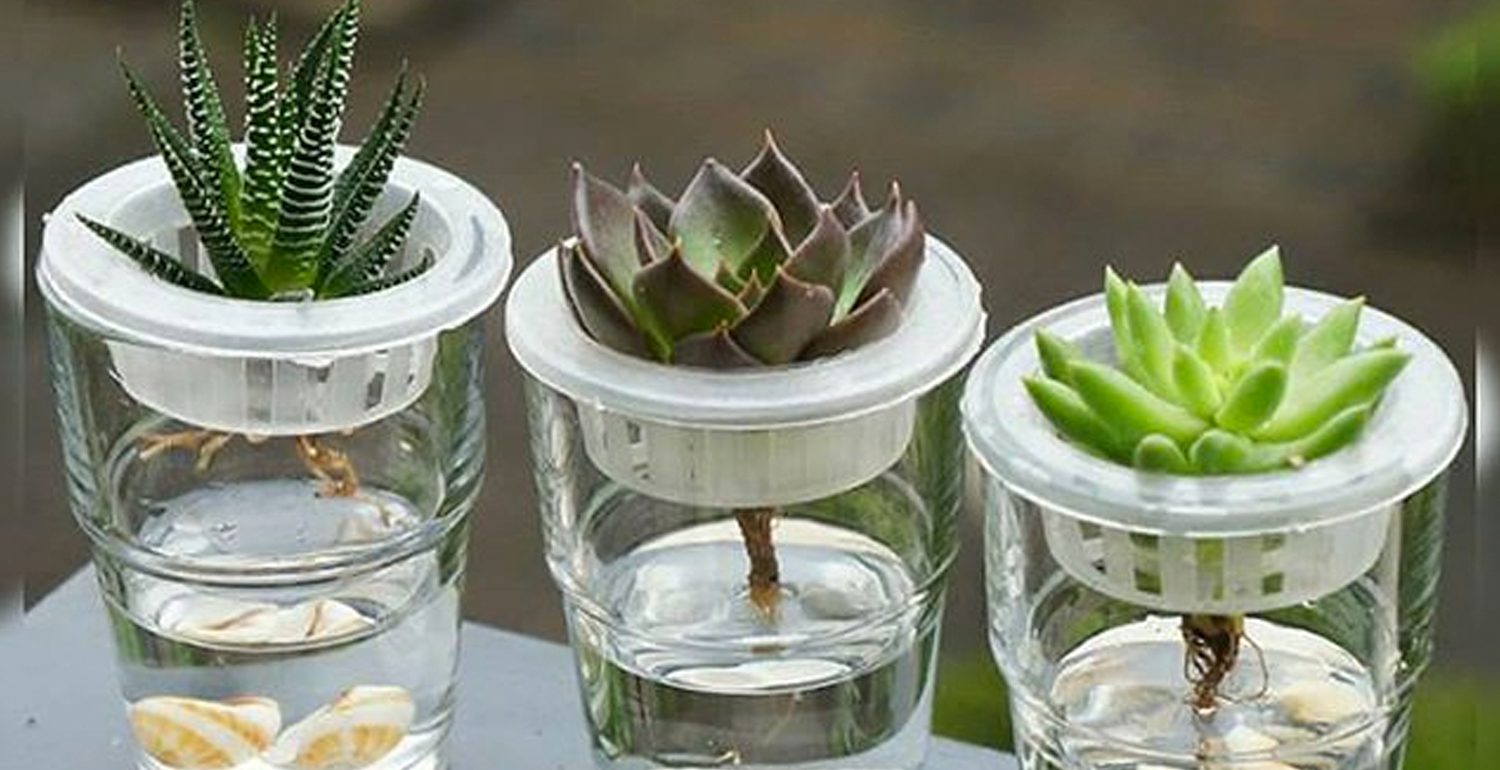 cultivar suculentas y cactus en agua