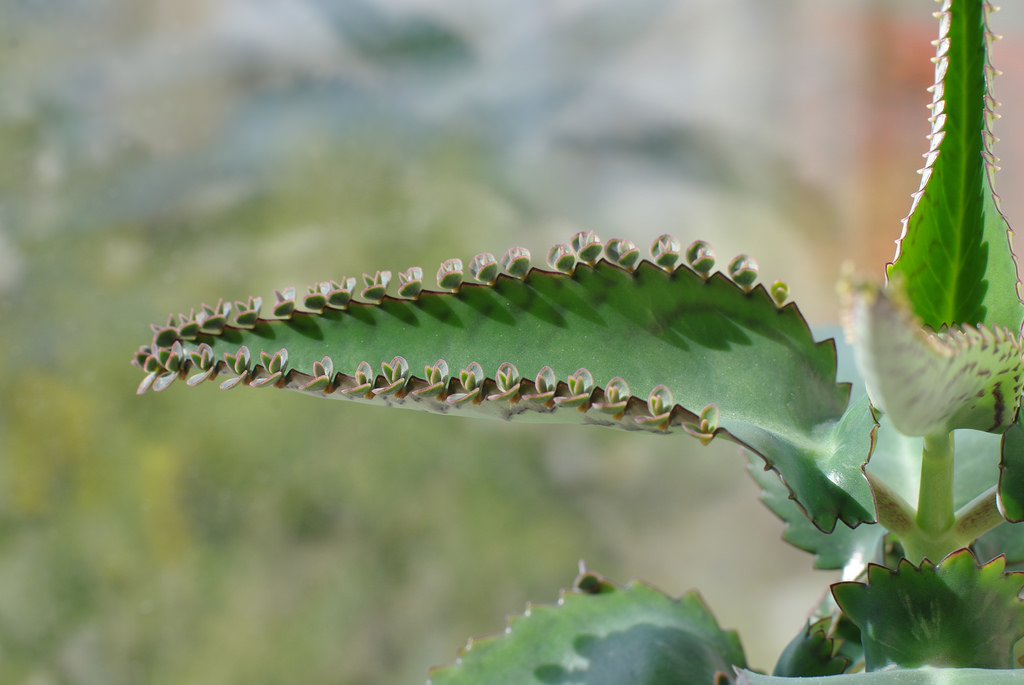 Kalanchoe tormentosa photo