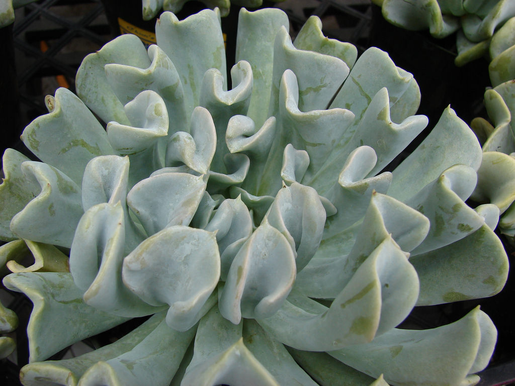 echeveria Topsy Turvy photo
