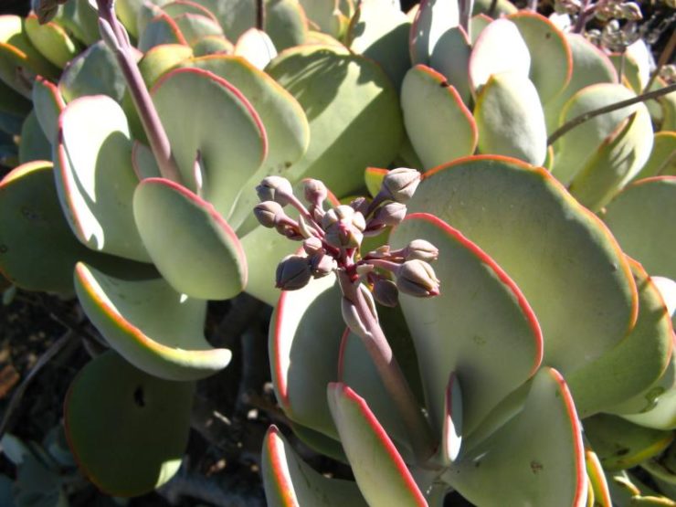 Cotyledon orbiculata var orbiculata