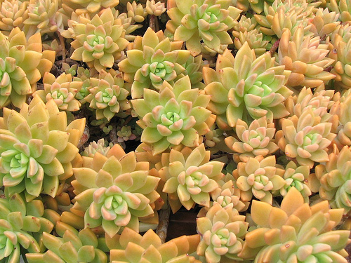 Diferencias entre vsriedades, cultivares e hibridospecies, variedades, cu