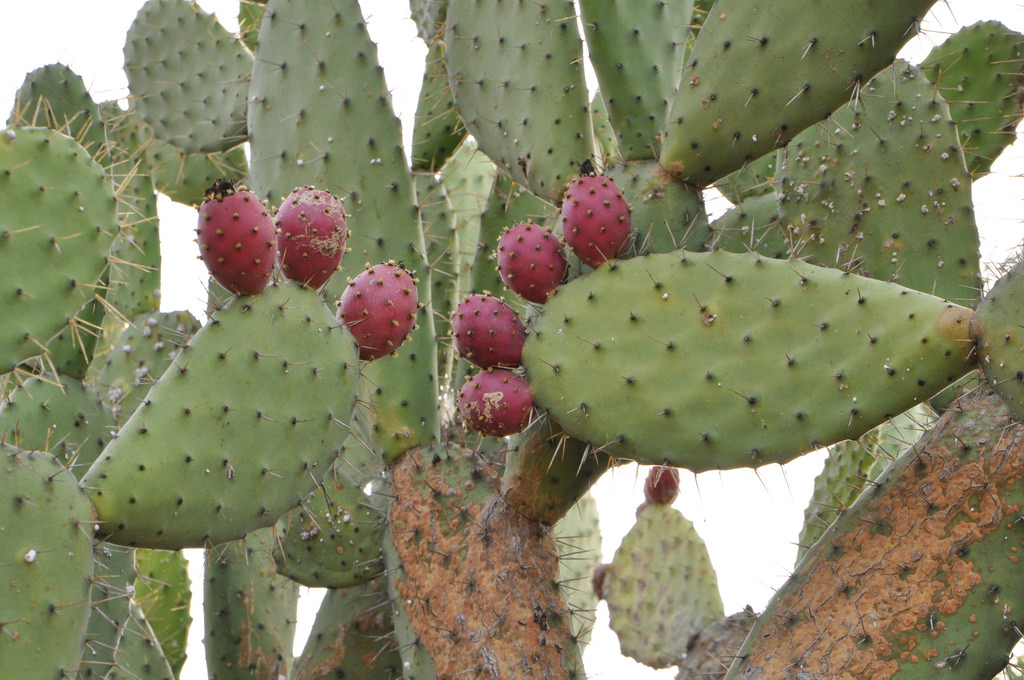 Tuna. Fruta de Opuntia