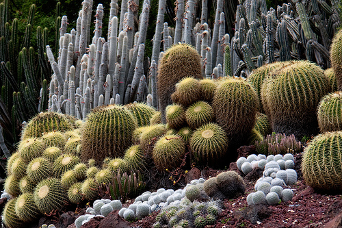 Cómo reconocer tipos de cactus