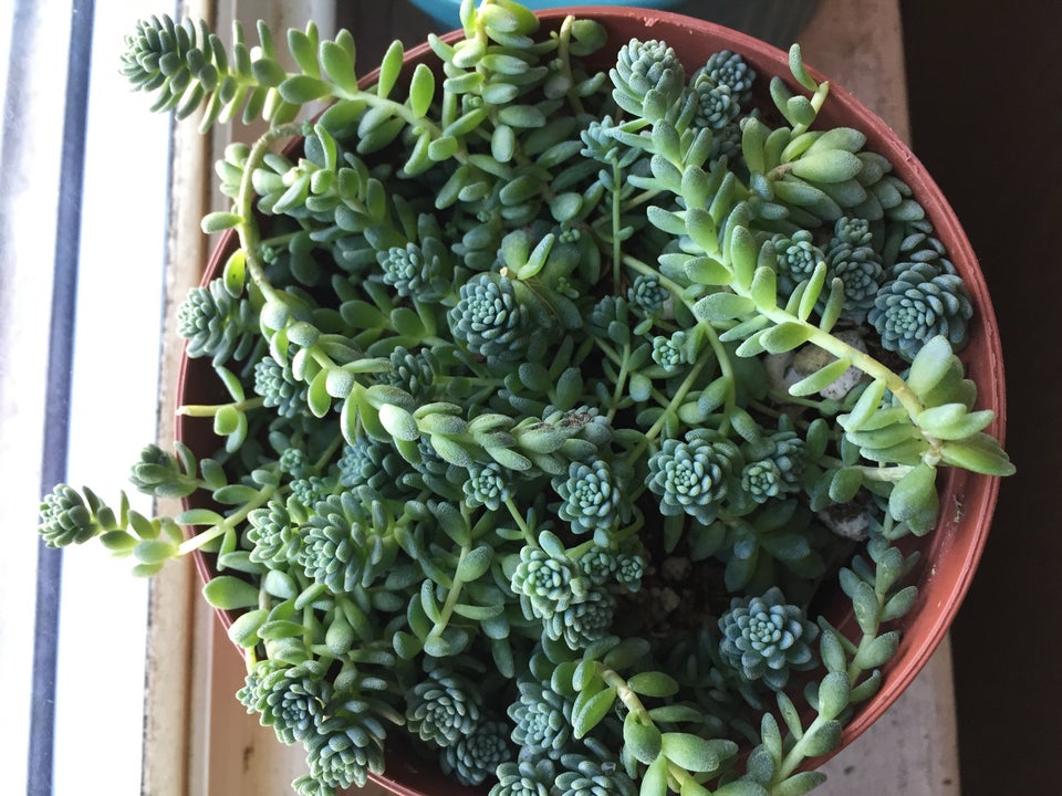 Sedum: Enfermedades más comunes y cómo salvarlas