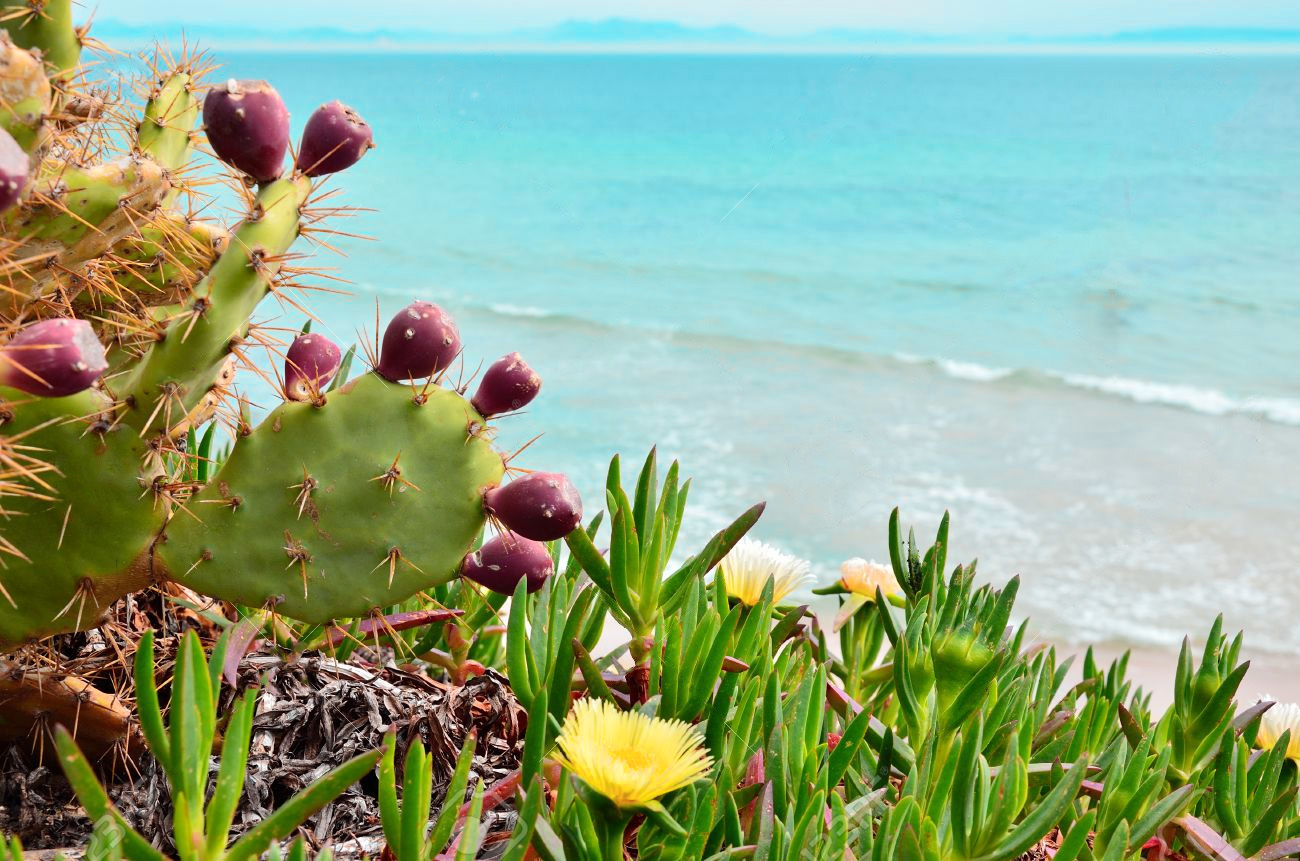 Suculentas de playa o suculentas halófitas
