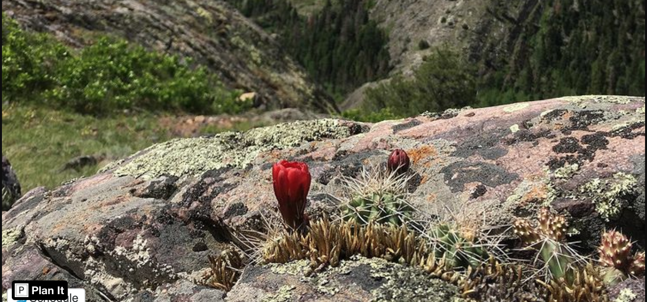 cactus alpino