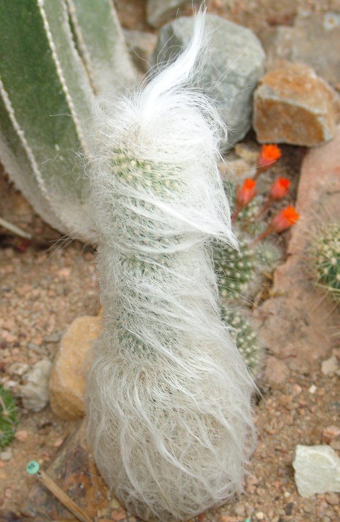 Cephalocereus senilis