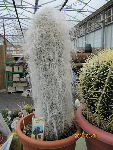 Cephalocereus senilis