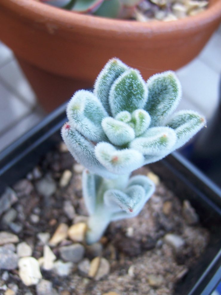 Echeveria pulvinata
