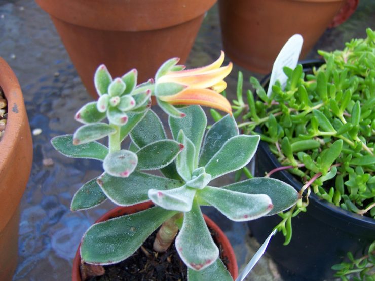 Echeveria pulvinata