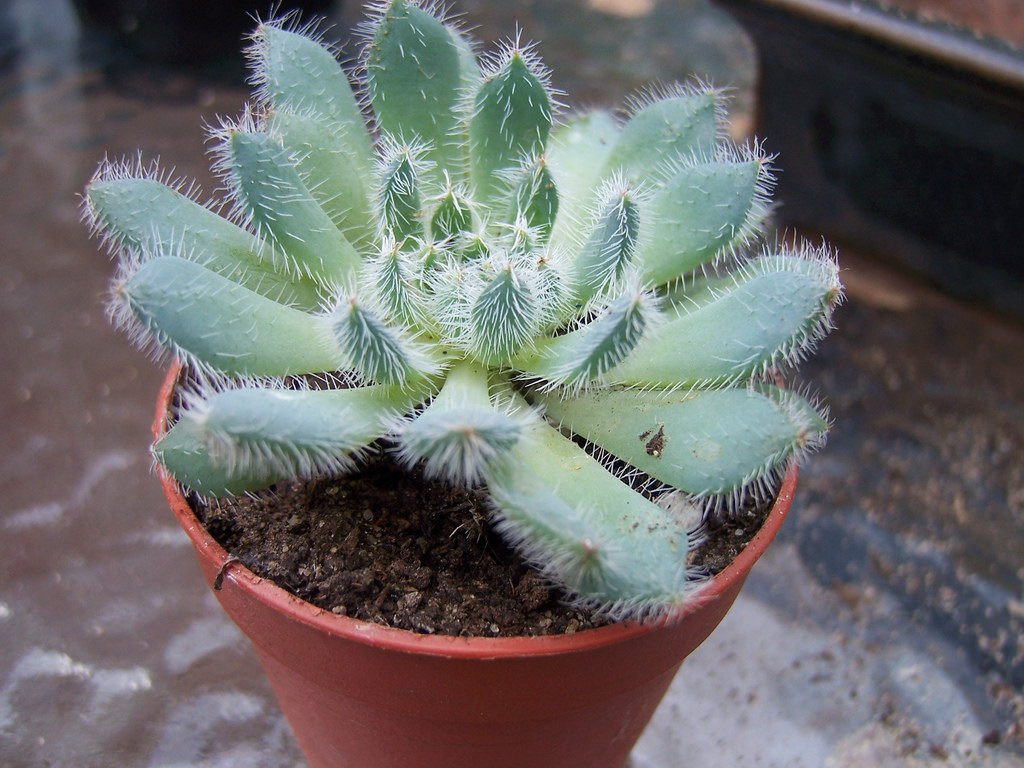 Echeveria setosa foto