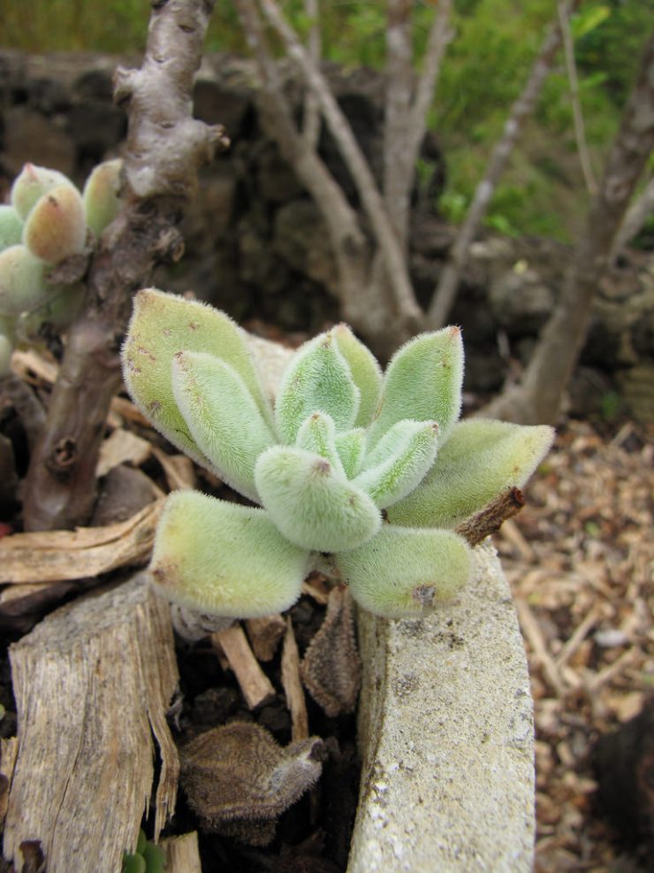 Kalanchoe tormentosa