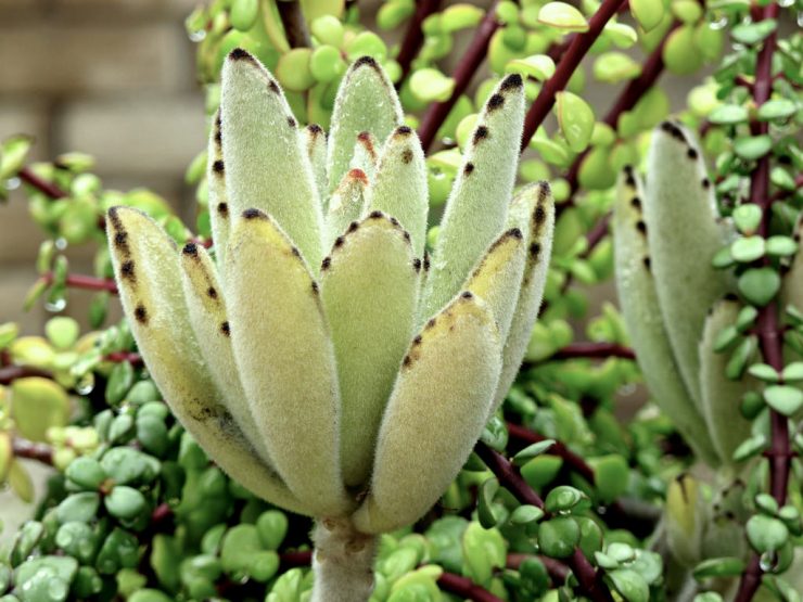 Kalanchoe tormentosa