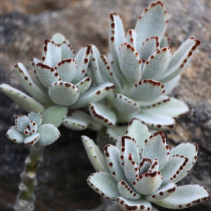 Kalanchoe tormentosa