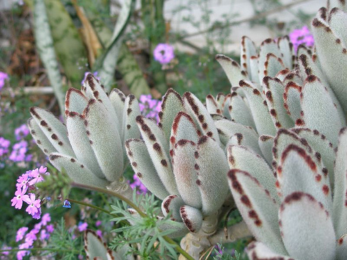 Kalanchoe tormentosa