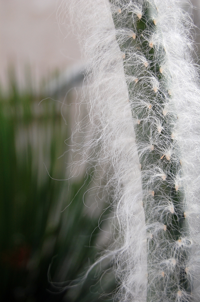 Austrocylindropuntia vestita