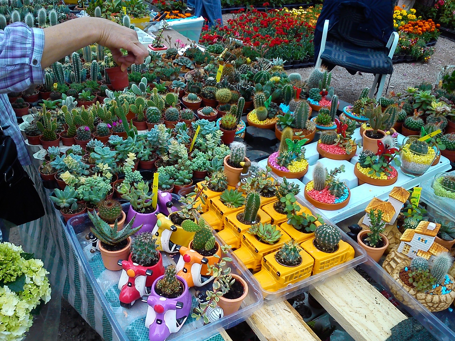 Aprende a conocer los tipos de plantas suculentas