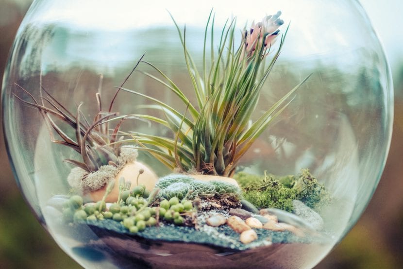 Pecera reutilizada como expositor de tillandsias