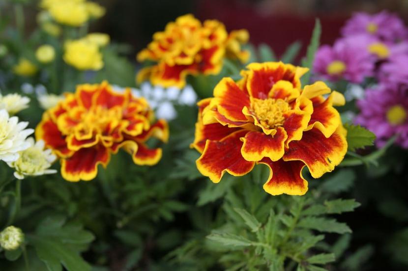 Cómo hacer una torre de flores paso a paso en el jardín