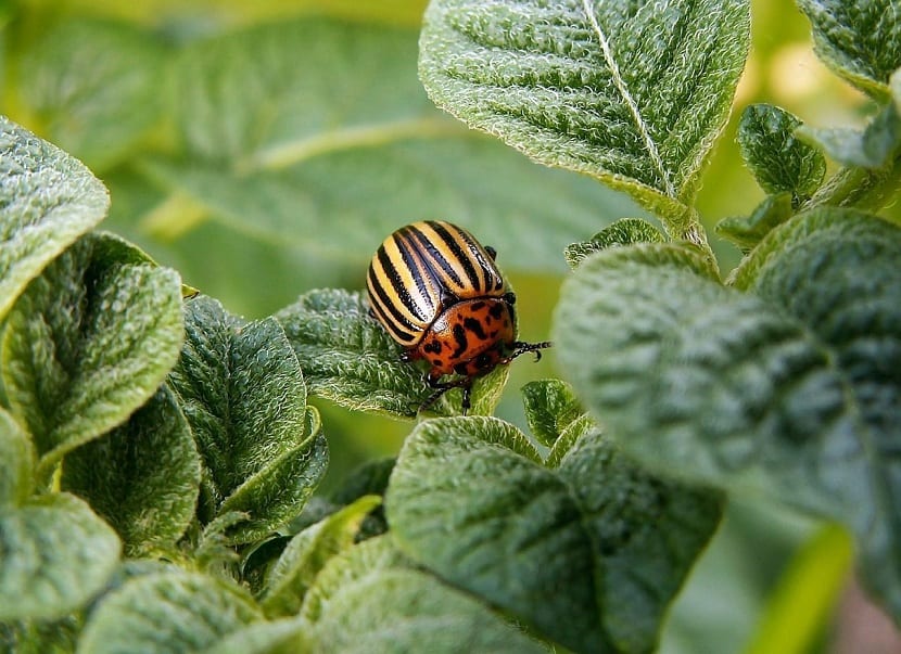 Plagas de escarabajos en el jardín: control eficaz
