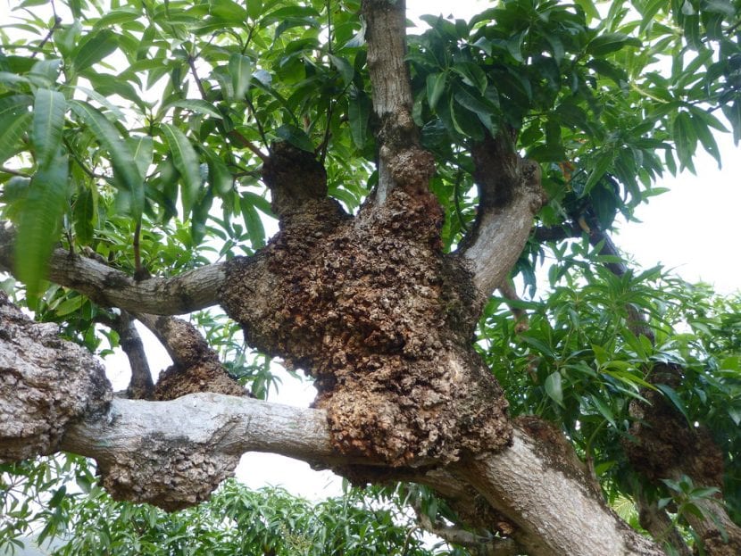 Agalla provocada por Agrobacterium tumefaciens en el tronco de un árbol