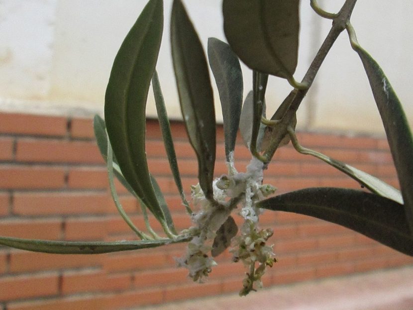 Colonia de Euphyllura olivina, el algodoncillo del olivo, sobre un brote