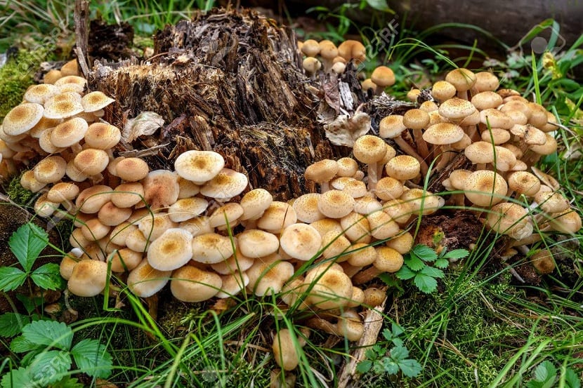 Podredumbre causada por Armillaria mellea en la madera de un árbol