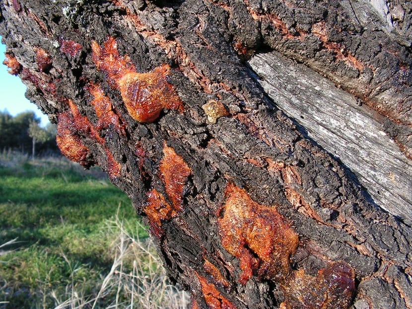 Almendros dañados por ataque de barrenillo