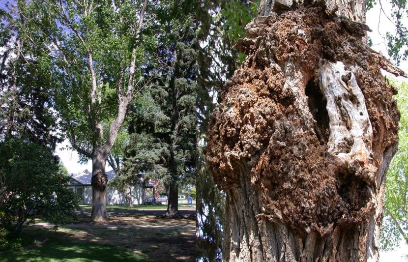 Tumor leñoso en el tronco de un árbol