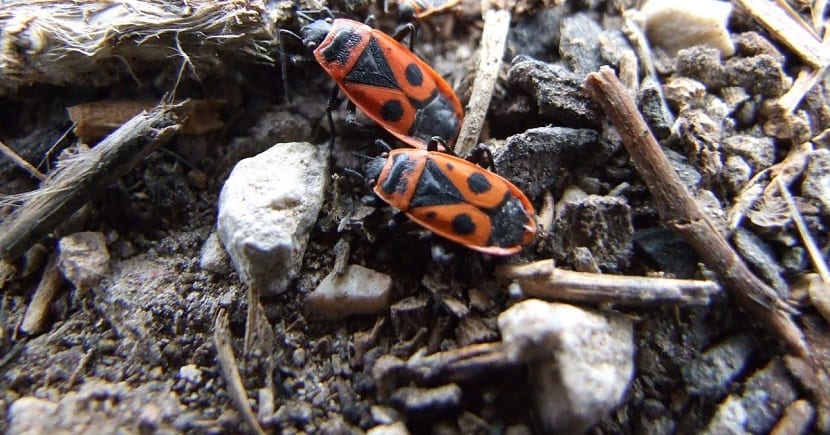 Daños en hojas y brotes atribuidos al insecto zapatero