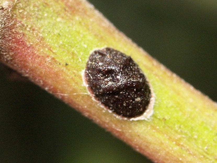 Adultos de cochinilla del olivo sobre una ramilla