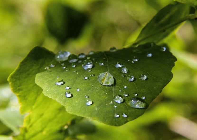 Gotas de agua sobre las hojas de una planta